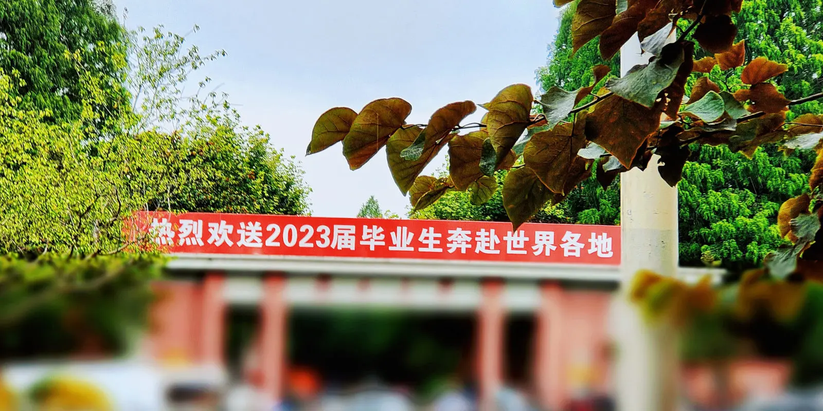 當時桂子幾經秋